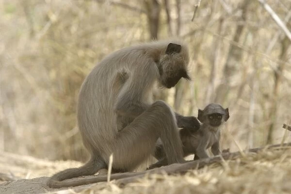 Hanuman  /  Grey  /  Common Langur monkeys - adult grooming young. Bandhavgarh NP, India