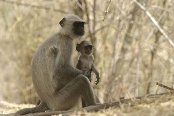 Hanuman  /  Grey  /  Common Langur monkeys - adult and young. Bandhavgarh NP, India