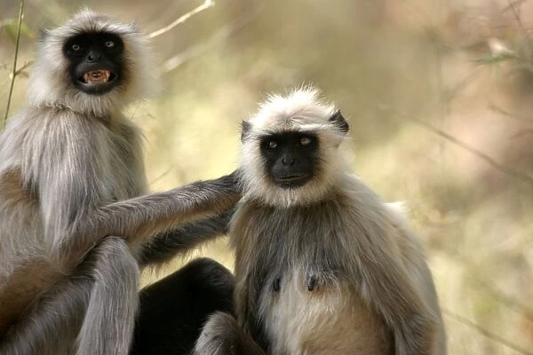 Hanuman  /  Grey  /  Common Langur monkeys - grooming fur. Bandhavgarh NP, India