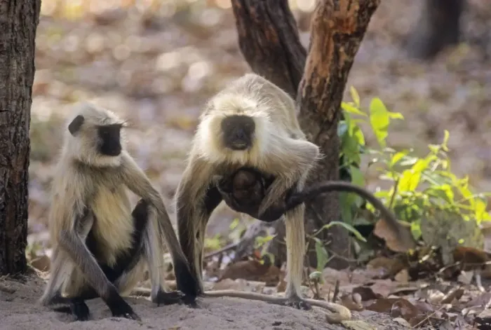 Framed Print : Hanuman Langur family, Bandhavgarh National Park, India Framed Print : Hanuman Langur family, Bandhavgarh National Park, India