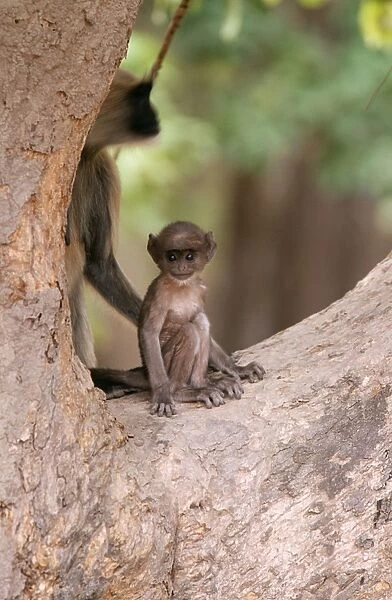 Hanuman Langur Monkey Bandhavgarh National Park, Madhya Pradesh, India