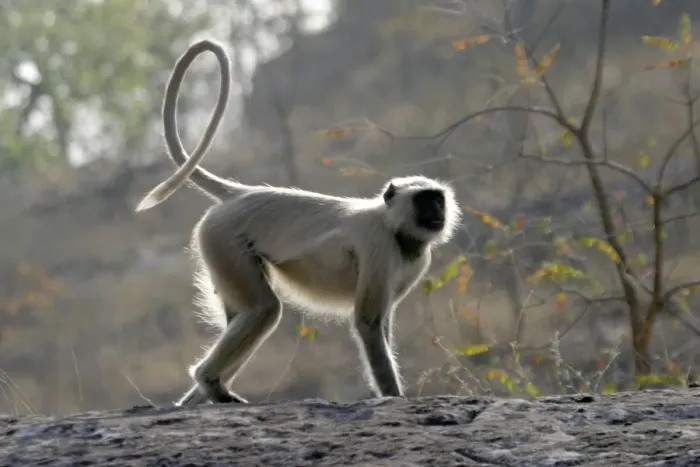 Framed Print : Hanuman Langur Monkey. Bandhavgarh National Park - India Framed Print : Hanuman Langur Monkey. Bandhavgarh National Park - India