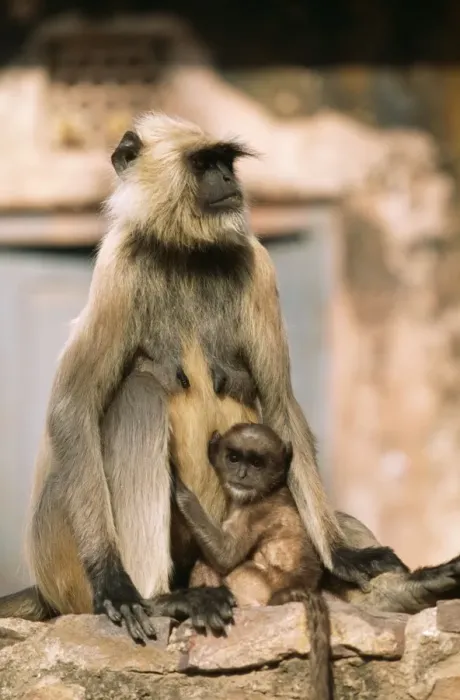 Framed Print : Hanuman Langur Monkey Mother & baby, Rajasthan, India Framed Print : Hanuman Langur Monkey Mother & baby, Rajasthan, India