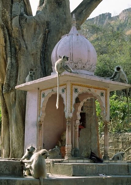 Hanuman Langur Monkeys - on temple Rajasthan india