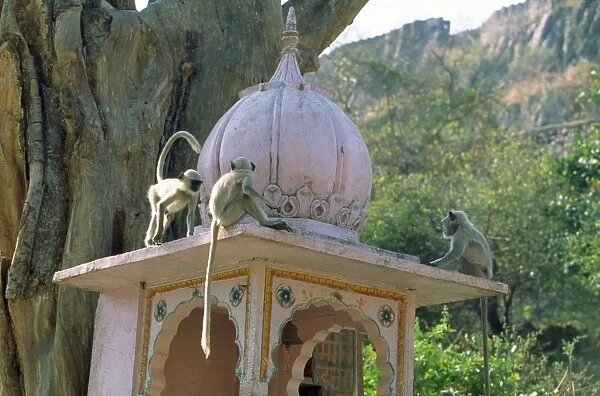 Hanuman Langur Monkeys - on temple Rajasthan india