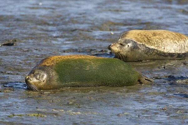 Harbor Seal - With algae growing on back - Monterey Bay - CA