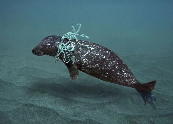 Harbor Seal entangled in fishing net