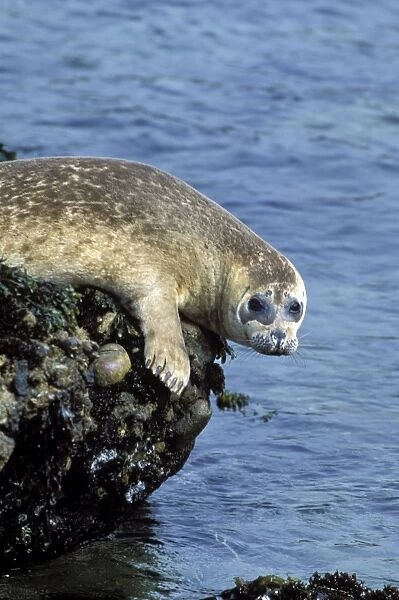 Harbor Seal - juvenile - Point Lobos State Reserve - CA