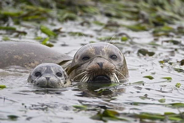 Harbor Seal - Mother and pup - Elkhorn Slough - CA