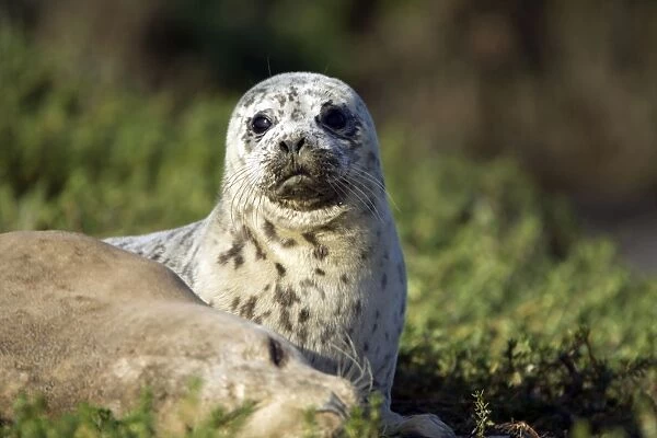 Harbor Seal - pup - Elkhorn Slough - CA