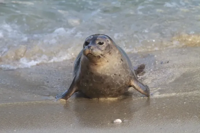 Framed Print : Harbor Seal - pup on shore - January in San Diego California, USA