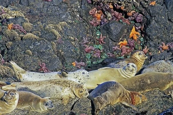 Harbor Seals - basking on rocks at low tide with Sea Stars  /  Starfish and Green Anemone). Oregon, Pacific Northwest. Summer. ML1127