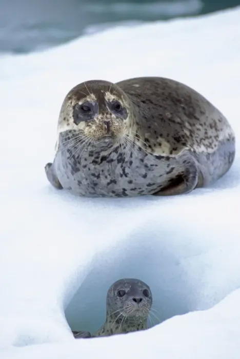 Framed Print : Harbor Seals TOM 604 Mother with young pup on ice flow (place where mother gives birth) LeConte Glacier, Alaska © Tom & Pat Leeson / ardea. com Framed Print : Harbor Seals TOM 604 Mother with young pup on ice flow (place where mother gives birth) LeConte Glacier, Alaska © Tom & Pat Leeson / ardea. com