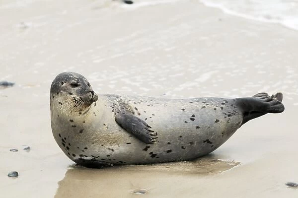 Harbour seal on a beach