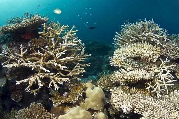 Hard Coral Garden - (Acropora loripes) - Asha Thila - Meemu - Maldives