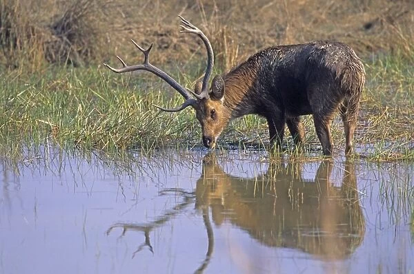 Hard-ground Swamp Deer drinking from a pond, Kanha National Park, India