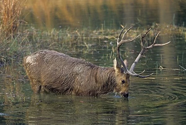 Hard-ground Swamp Deer drinking from a pond Kanha National Park India
