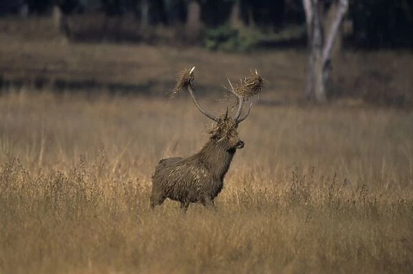 Hard Ground Swamp Deer during rutting season Kanha National Park, India