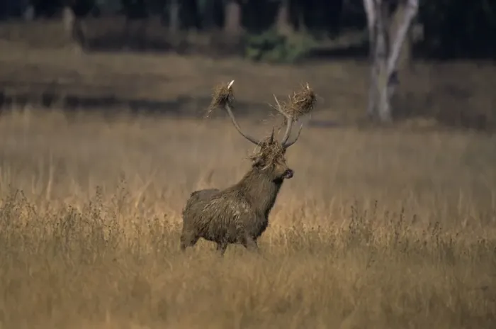 Framed Print : Hard Ground Swamp Deer during rutting season Kanha National Park, India