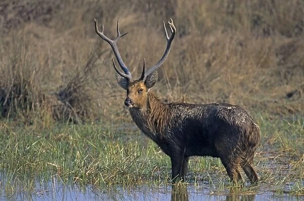 Hard-ground Swamp Deer - Standing in a pond, Kanha National Park, India