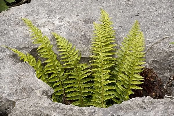 Hard Shield fern (Polystichum aculeatum) growing in a gryke in limestone pavement. Gait Barrows NNR, Cumbria