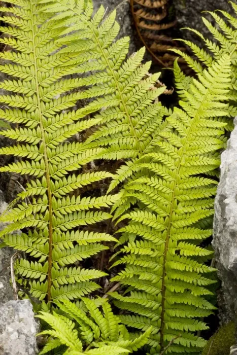 Framed Print : Hard Shield fern (Polystichum aculeatum) growing in a gryke in limestone pavement. Gait Barrows NNR, Cumbria Framed Print : Hard Shield fern (Polystichum aculeatum) growing in a gryke in limestone pavement. Gait Barrows NNR, Cumbria