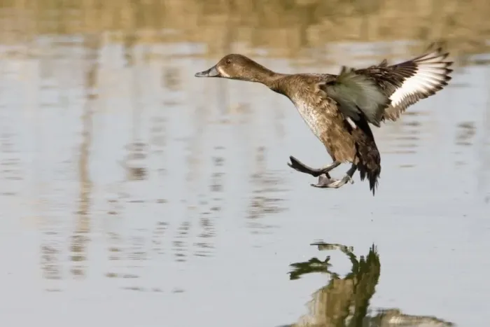 Framed Print : Hardhead - Female in flight landing - On a pond at the Mt Barnett Water Teatment Plant, Gibb River Road, Kimberley, Western Australia