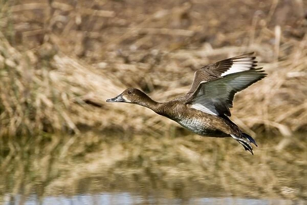 Hardhead - Female in flight - On a pond at the Mt Barnett Water Teatment Plant, Gibb River Road, Kimberley, Western Australia