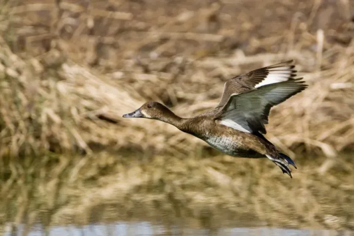 Framed Print : Hardhead - Female in flight - On a pond at the Mt Barnett Water Teatment Plant, Gibb River Road, Kimberley, Western Australia Framed Print : Hardhead - Female in flight - On a pond at the Mt Barnett Water Teatment Plant, Gibb River Road, Kimberley, Western Australia