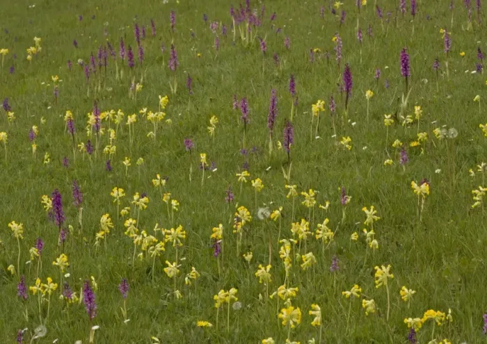 Framed Print : Hardington Moor NNR in spring, with masses of orchids and cowslips Framed Print : Hardington Moor NNR in spring, with masses of orchids and cowslips