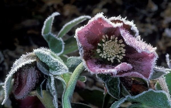 Hardy Hellebore surviving heavy frost - January Kent garden. U. K