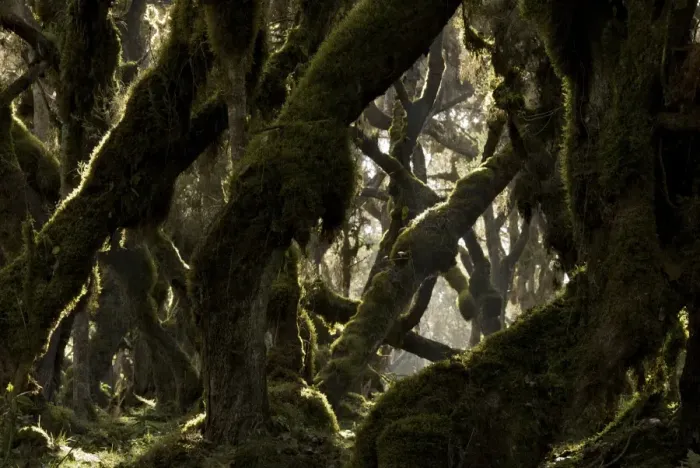 Framed Print : Harenna forest - Bale Mountains - Ethiopia - Africa