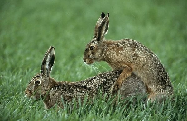 Hares - copulating