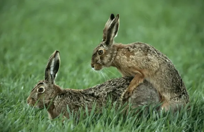 Framed Print : Hares - copulating Framed Print : Hares - copulating