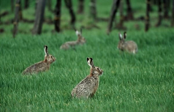 Four Hares in a meadow
