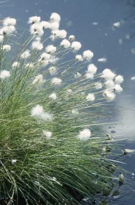Framed Print : Hares Tail / Cotton Grass UK Framed Print : Hares Tail / Cotton Grass UK