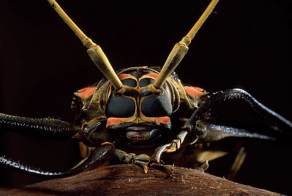 Harlequin Beetle - close-up