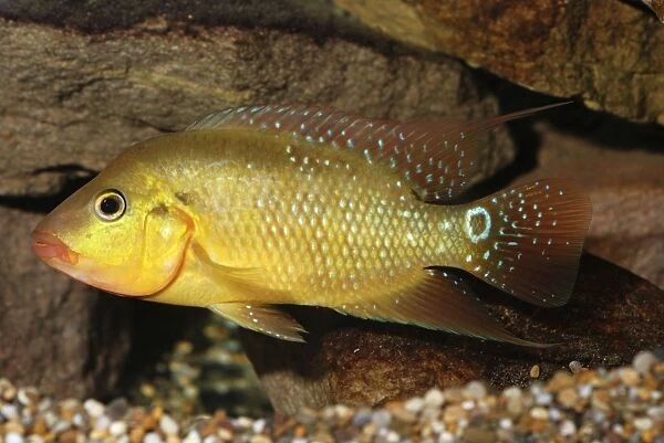 Harlequin Cichlid- freshwaters Colombia and Ecuador, S. America