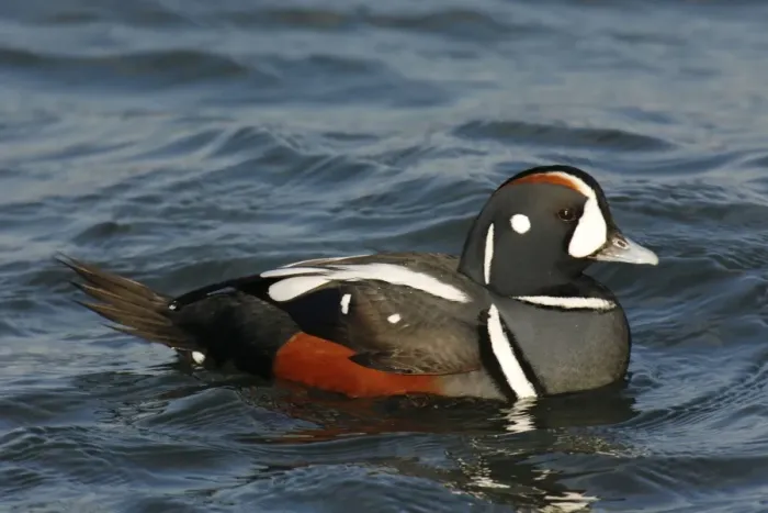 Framed Print : Harlequin Duck Framed Print : Harlequin Duck