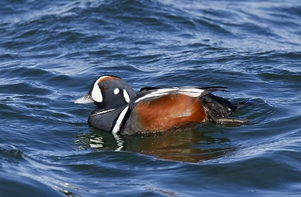 Harlequin Duck - adult male in winter. Barnegat Light in New Jersey, USA