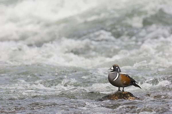 Harlequin Duck - Drake on fast flowing mountain stream. Western U. S. Spring _TPL9227