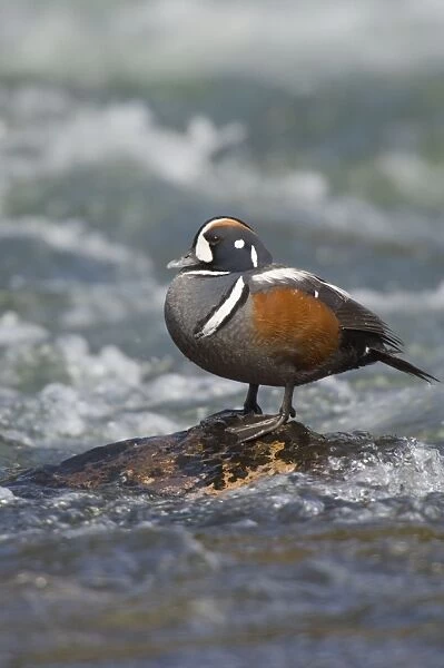Harlequin Duck - Drake by fast flowing mountain stream. Western U. S. Spring _TPL9089