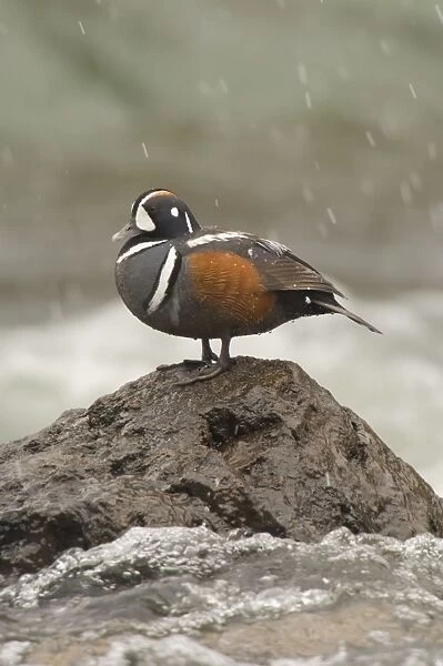 Harlequin Duck - Drake by fast flowing mountain stream. Western U. S. Spring _TPL8899