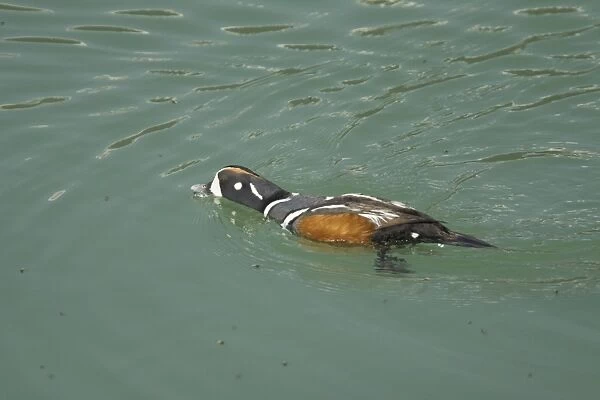 Harlequin Duck - male catching newly emerged flies from lake - Canadian Rocky Mountains - Alberta, Canada BI018549