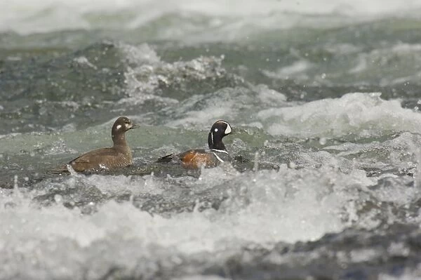 Harlequin Duck - Pair on fast flowing mountain stream. Western U. S. Spring _TPL9200
