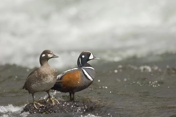 Harlequin Duck - Pair on fast flowing mountain stream. Western U. S. Spring _TPL9043