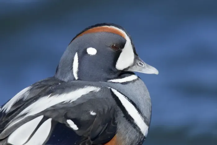 Framed Print : Harlequin Duck - winter - adult male. Barnegat Light in New Jersey - USA Framed Print : Harlequin Duck - winter - adult male. Barnegat Light in New Jersey - USA