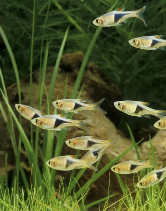 Framed Print : Harlequin Fish - Shoal. Freshwater Aquarium Fish S. E. Asia