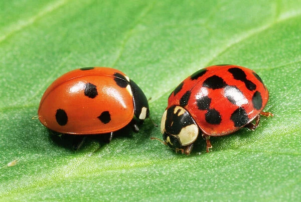 Harlequin Ladybird - with 7-spot Ladybird on the left