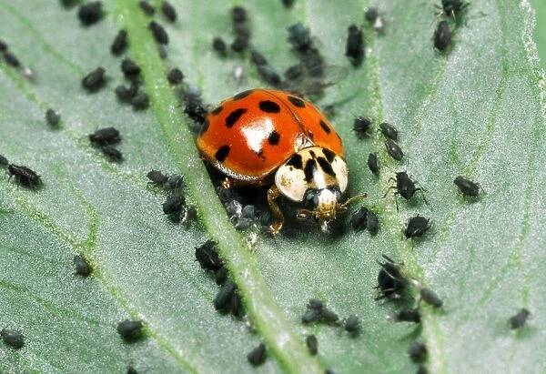 Harlequin Ladybird - Feeding on Aphids Out-competes native British ladybirds for food Location: Laboratory culture, England